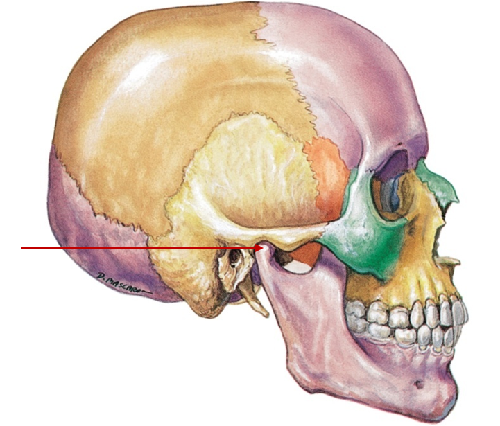 <p>Rounded end at back, fits into skull, jaw movement</p>