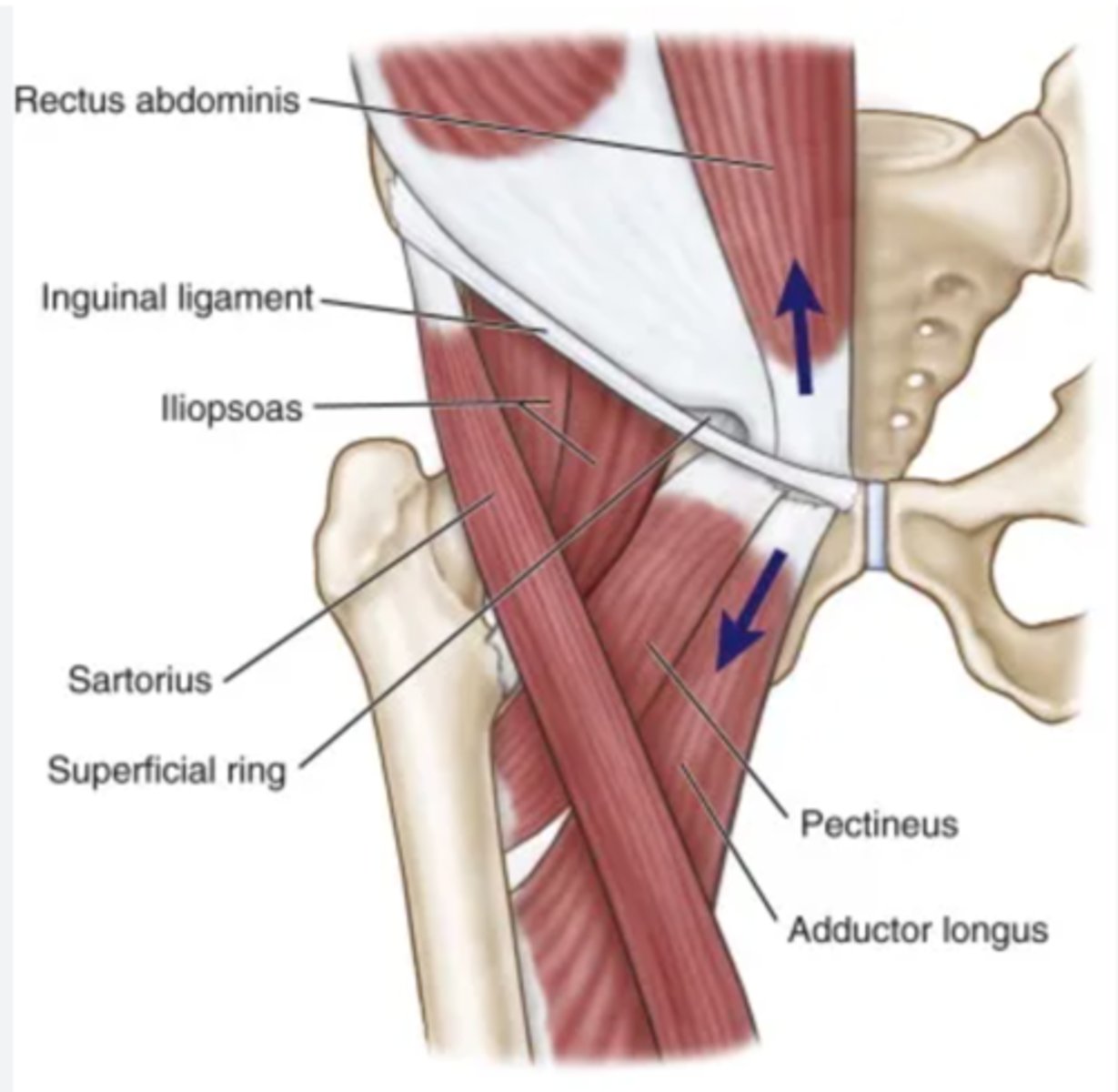 <p>What does the Rectus abdominis and external oblique tendons reinforce? </p>