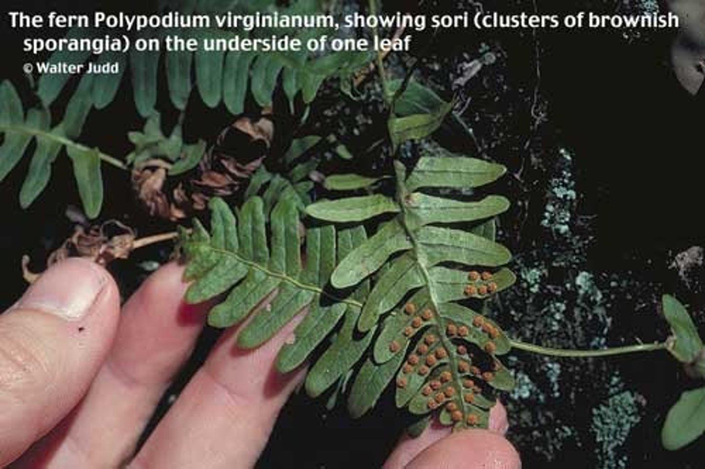 <p>leaves are called fronds, Sori are a bunch of sporangia on back of fronds and eventually wind will disperse them, clump of sporangia is called sorus</p>