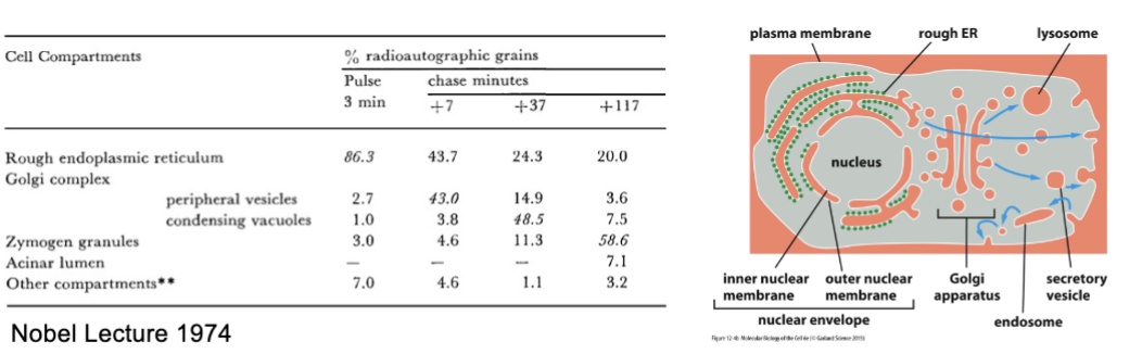 <p>Palade’s experiment established this direction of cellular flow .</p>