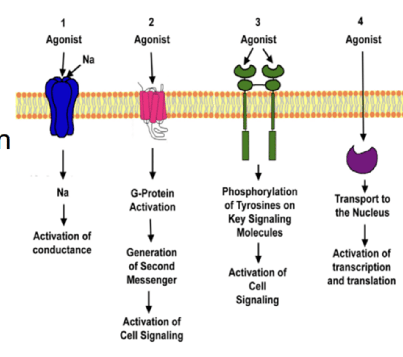 <p>their location in the cell (determined by whether their ligand can diffuse through membrane) </p>