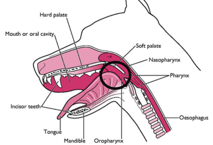 <p>caudal portion of oral cavity</p>