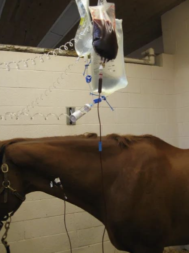 <p>-manage the underlying disease process</p><p>-intravenous fluid therapy (crystalloids, colloids)</p><p>-NSAIDs</p><p>-heparin (inhibition of microvascular thrombosis)</p><p>-blood component therapy as needed (whole blood, plasma)</p>