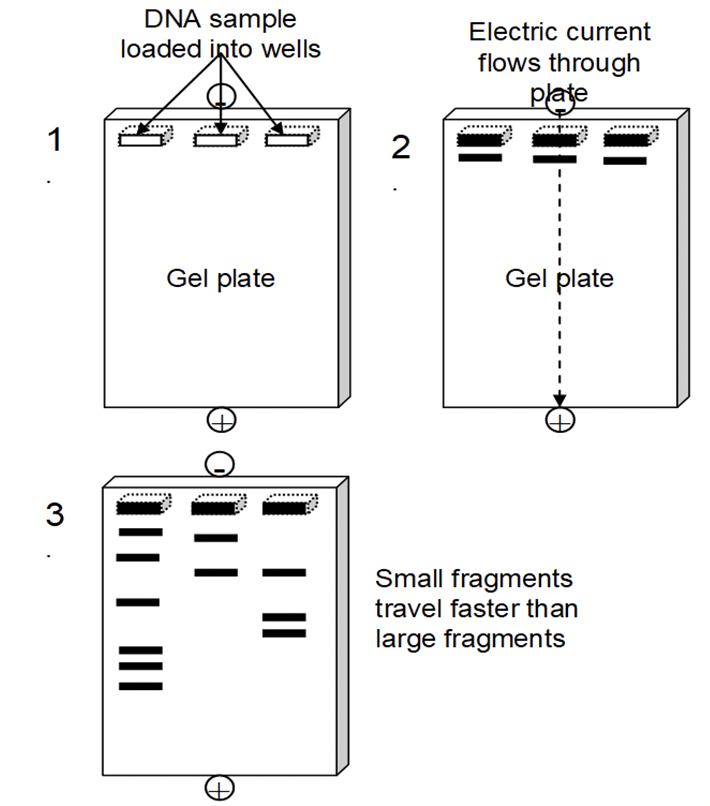 2. Gel Electrophoresis and DNA Profiling Flashcards | Knowt