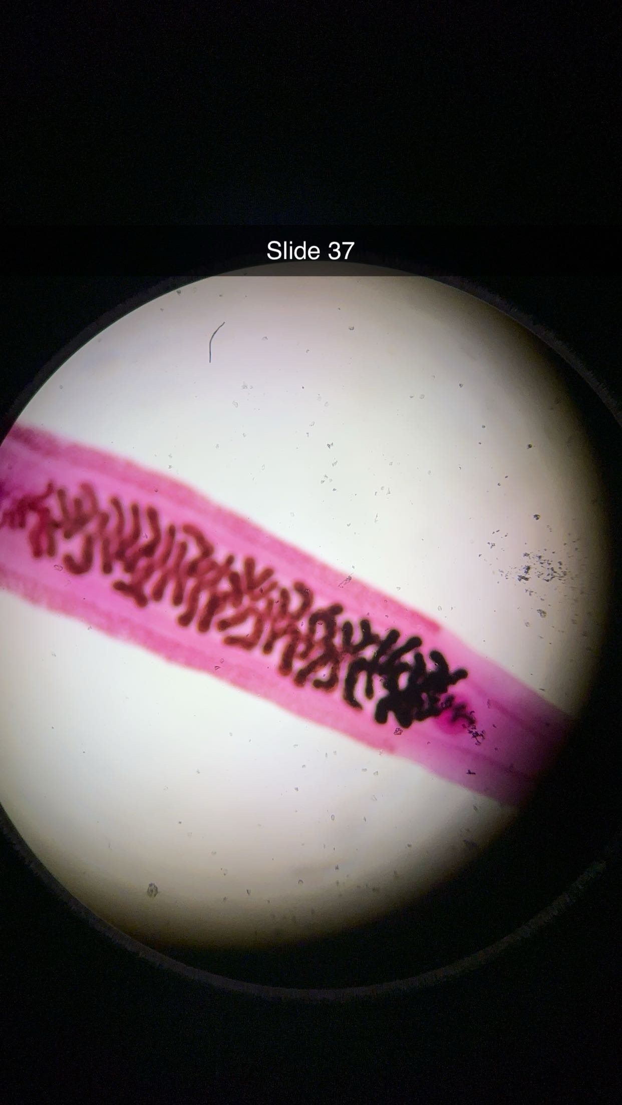 <p>genus, class, phylum</p>