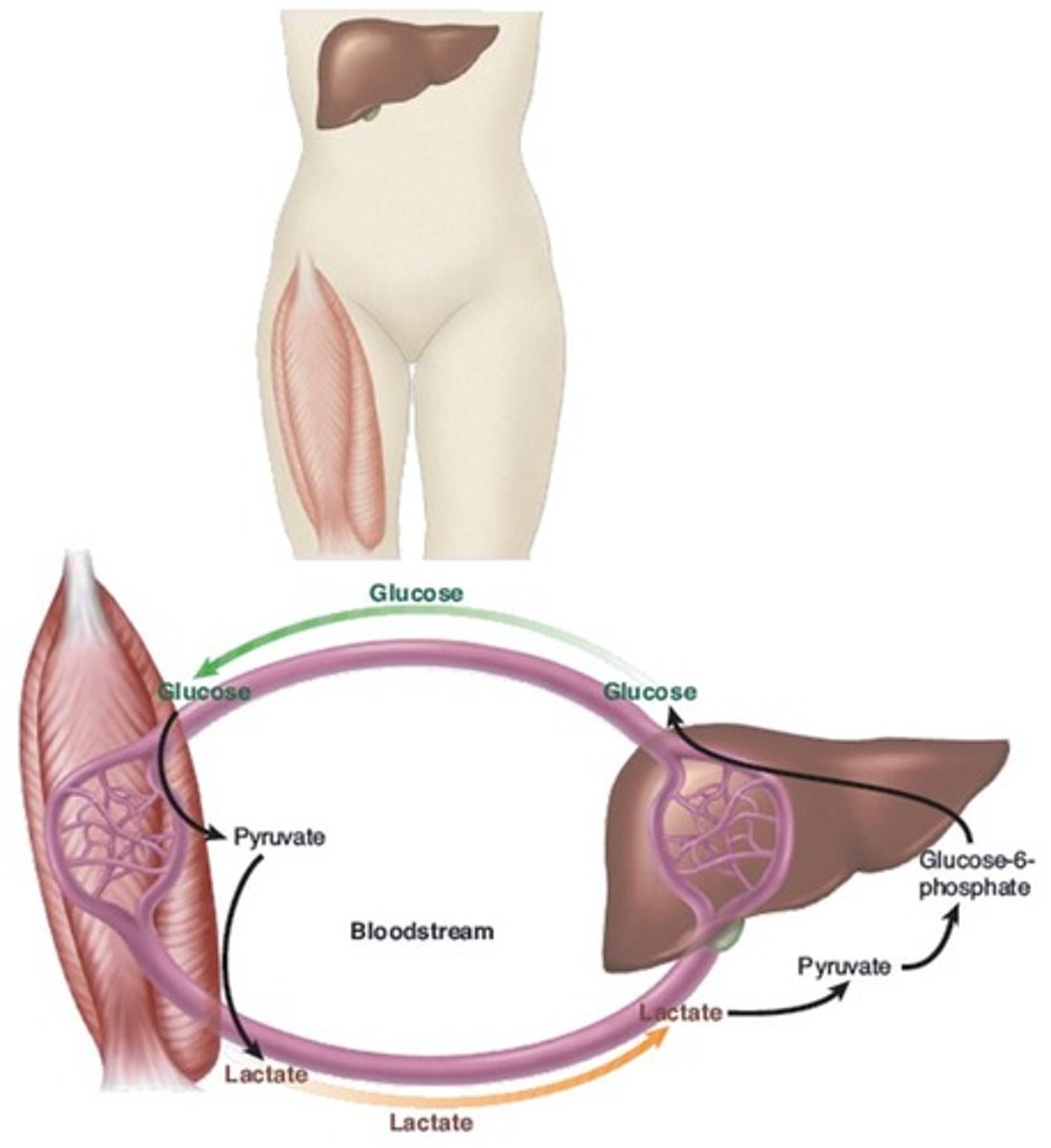 <p>The process where lactate produced by muscles is converted to glucose in the liver.</p>
