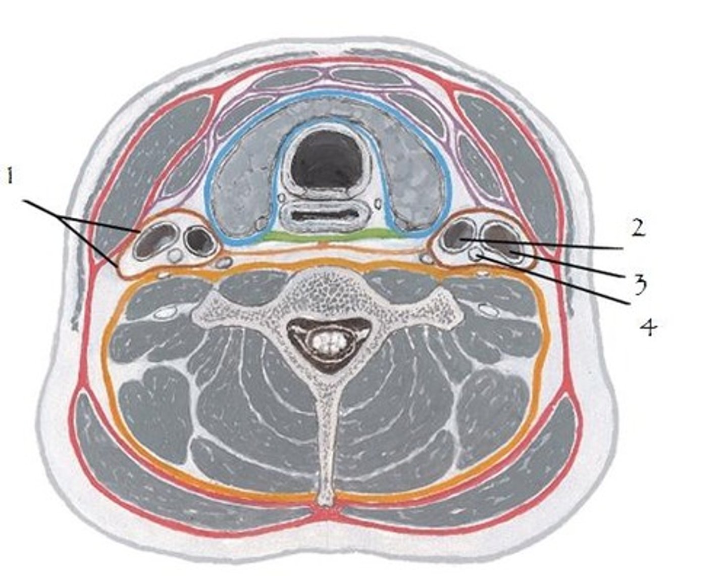 <p>The carotid sheath of the deep fascia surrounds what? (3)</p>