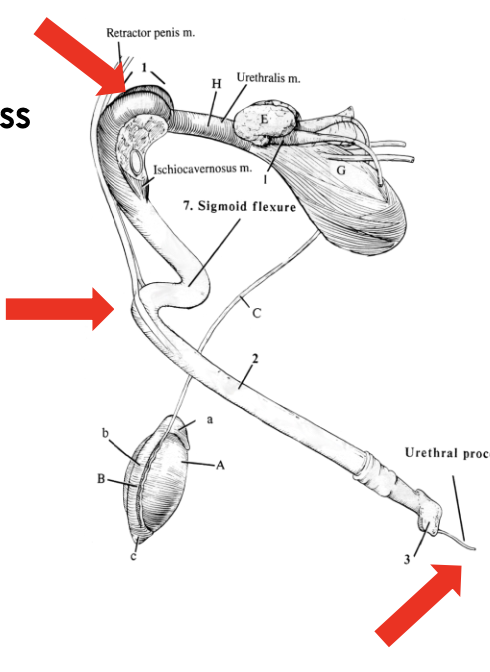 <p>due to sigmoid flexure (also traps calculi) and dorsal diverticulum</p><p>small ruminants also have a urethral process making it more difficult</p>