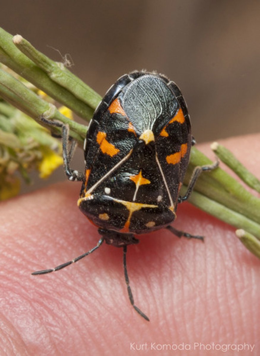 <p>True Bug</p>