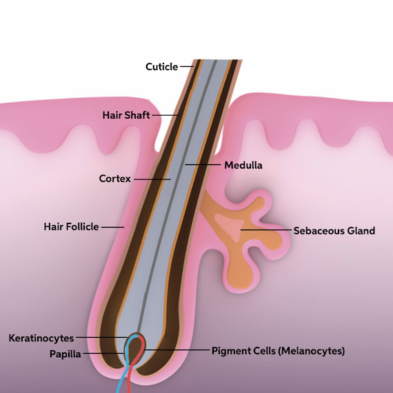 <p>part of hair that is below the epidermis anchored to the follicle</p>