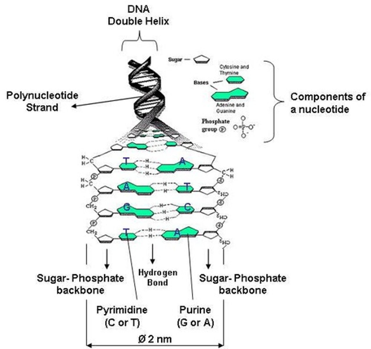 <p>Biomolecules that code for all proteins in living organisms, primarily DNA and RNA.</p>