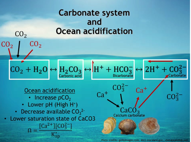 <p>Affects corals and anything with a shells, the amount of CO2 put into the air gets absorbed with the water which forms carbonic acid, this acid releases hydrogen atoms that make the water more acidic, extra acids then steal the bicarbonate and thus can&apos;t bond with calcium for the animals to receive</p>