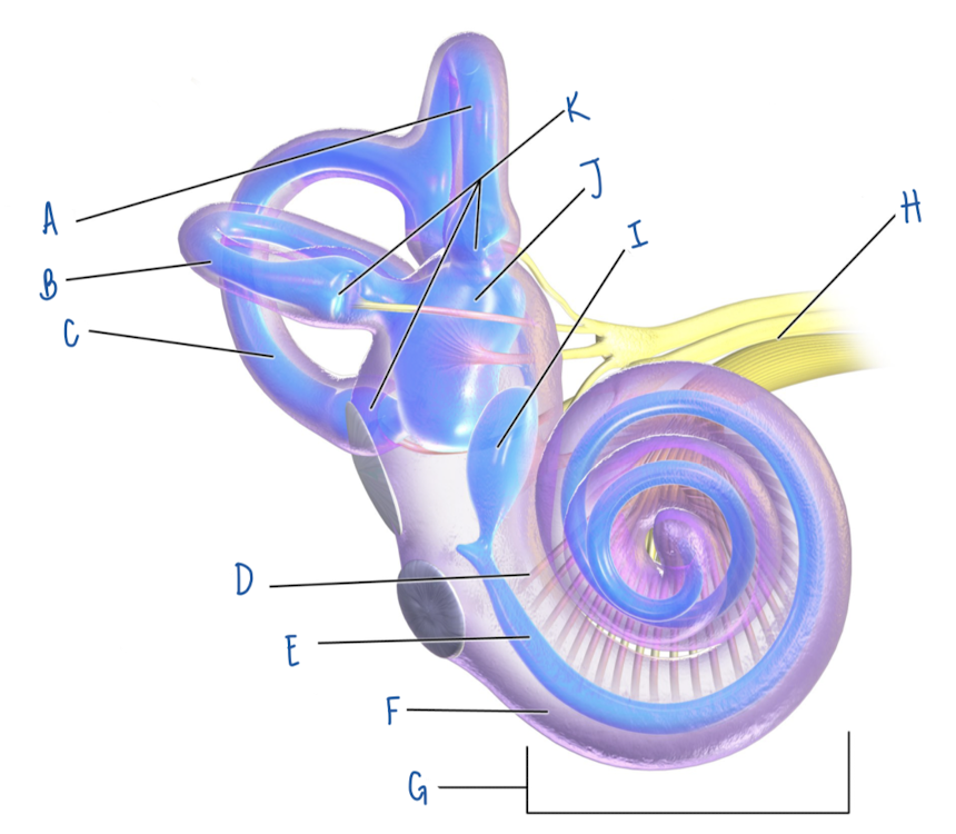 <p>Which labyrinth is is blue?</p>