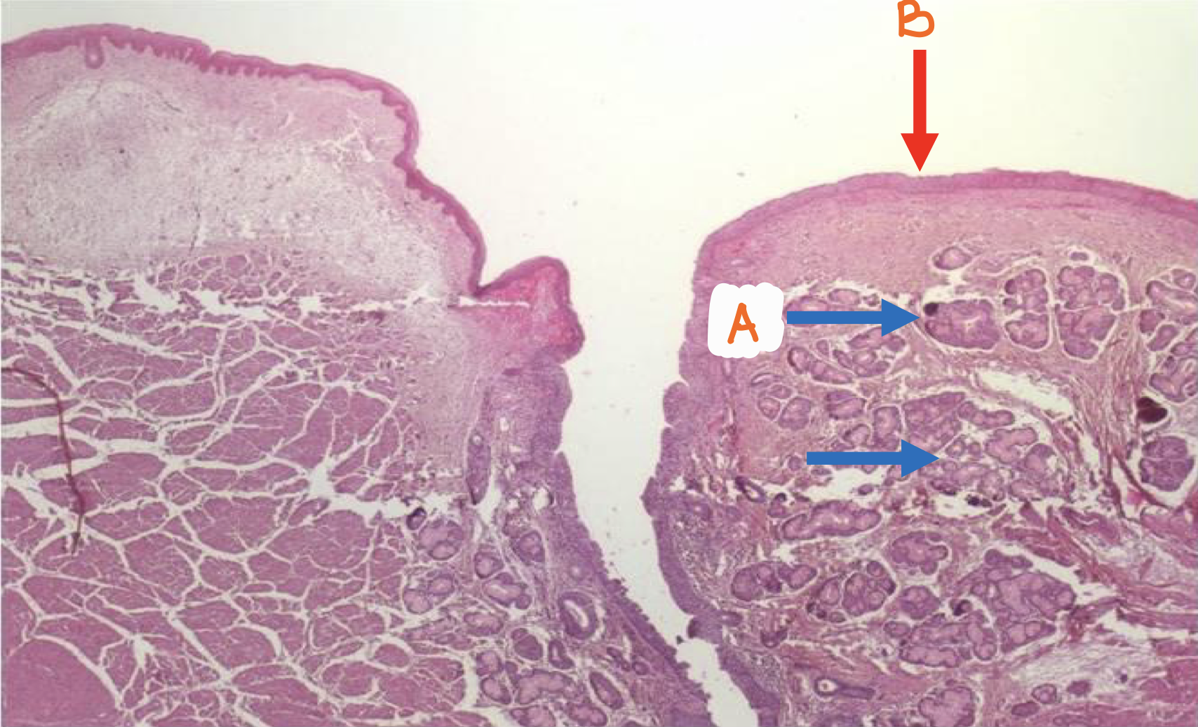 <p>Identify the structure</p>