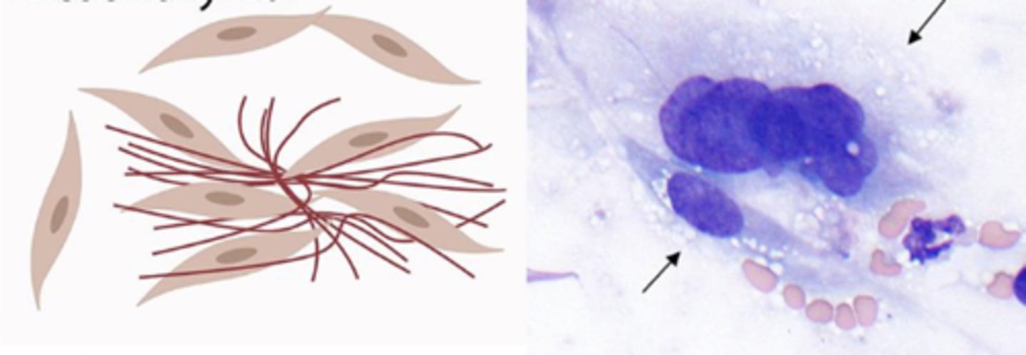 <p>What category of cells are these?</p>