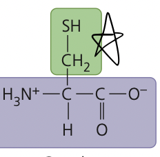 <p>cysteine</p>