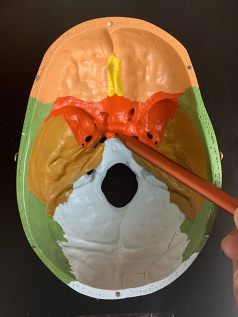 <p>depression in the sphenoid bone where the pituitary gland is located</p>
