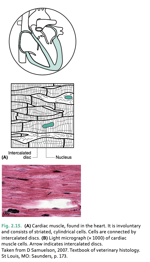 <p>cardiac muscle forms the ___</p>