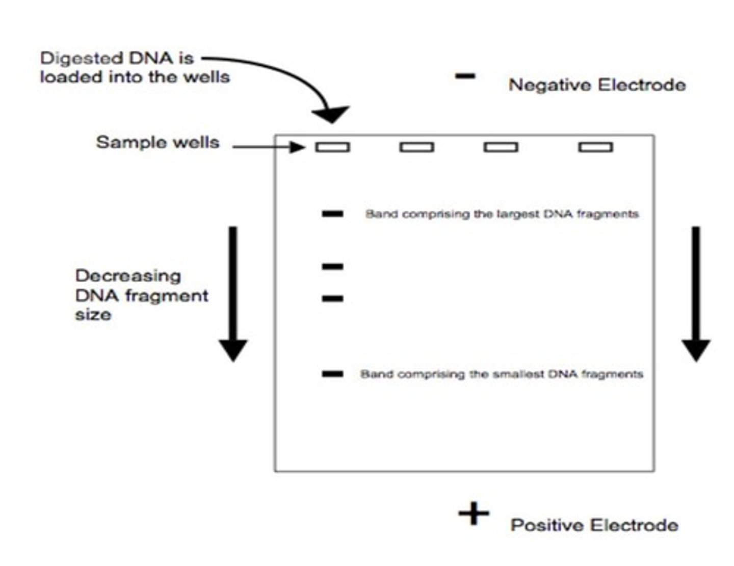 <p>A method that involves restriction enzyme digestion and gel electrophoresis.</p>