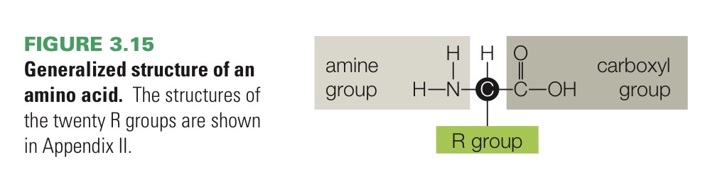 <p>Small organic compound that is a monomer of proteins. Consists of an amine group (—NH2), a carboxyl group (—COOH, the acid), and one of 20 “R” groups that defines the kind of amino acid, all typically bonded to the same carbon atom.</p>
