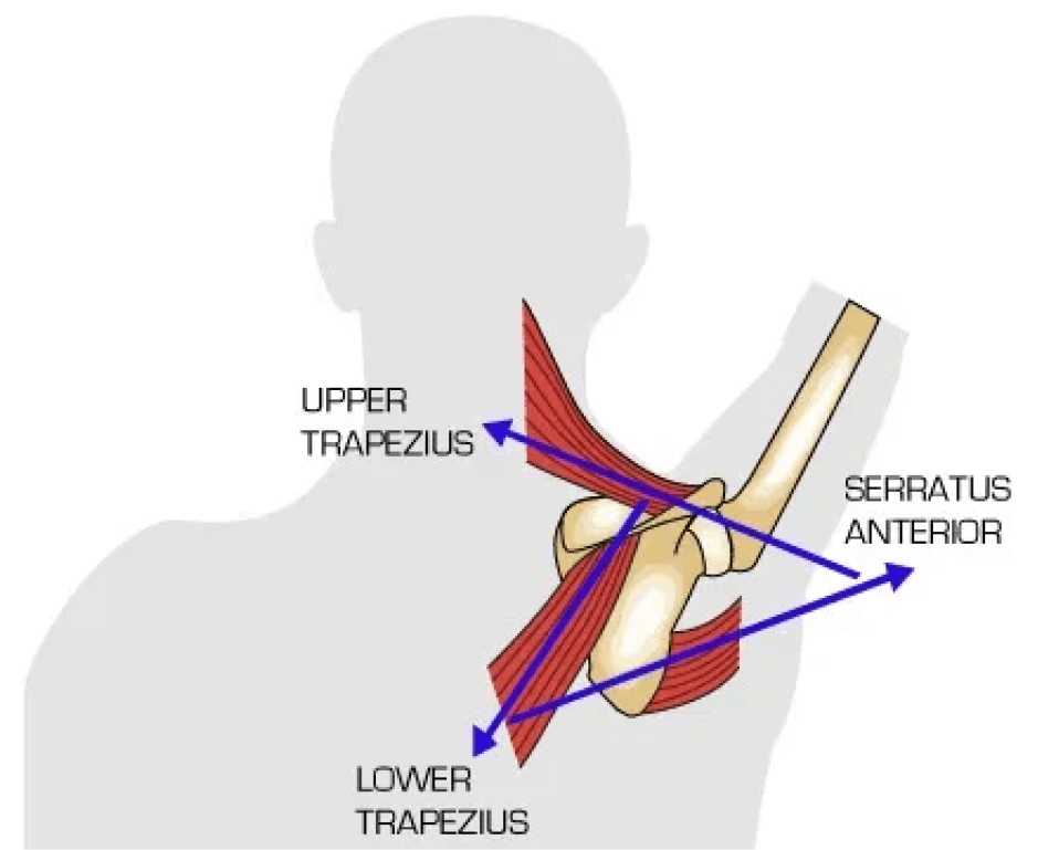 <ul><li><p><strong>trapezius </strong>(UML)</p><ul><li><p>spinal accessory n (CNXI/11)</p></li></ul></li><li><p><strong>serratus anterior</strong></p><ul><li><p>long thoracic n</p></li></ul></li></ul><p></p>