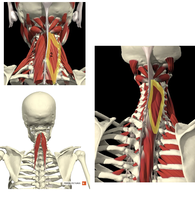 <p>Welke spier? Proximale en distel aanhechting? Innervatie? Functie?</p>