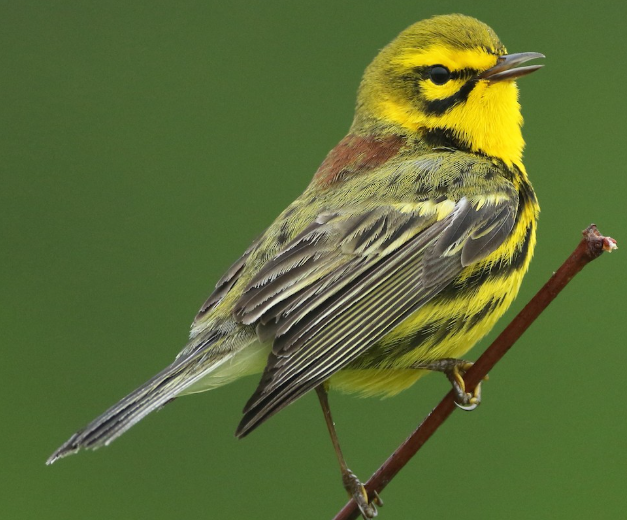 <p>What bird is this? </p>