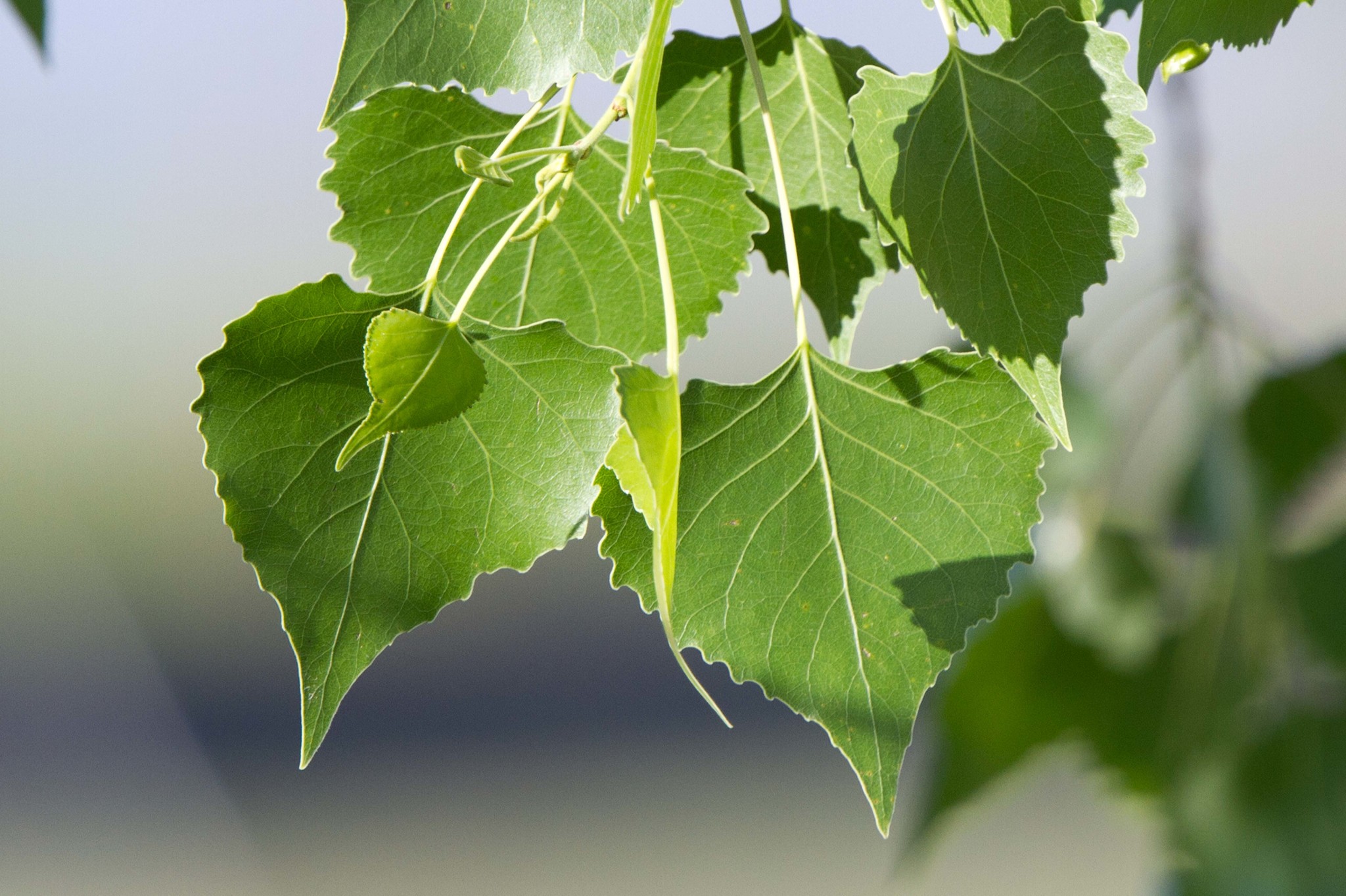 <p>Name this tree (scientific + common name)</p>