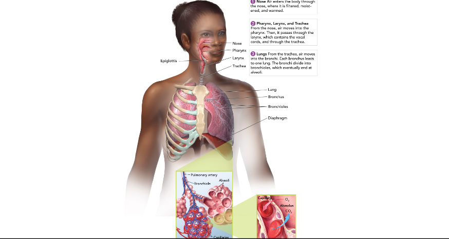 Connects larynx to bronchi; has cells with cilia to filter air. 