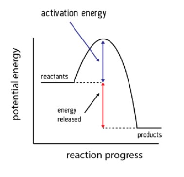 <ul><li><p>In an exothermic reaction, the reactants lose energy and heat is given out to the surroundings.</p></li></ul><p></p><ul><li><p>The enthalpy of the reactants is greater than the enthalpy of the products ∴ <strong>ΔH is negative.</strong></p></li></ul>
