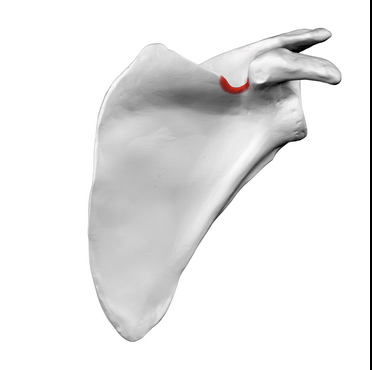 <p>What is the red portion called?</p>