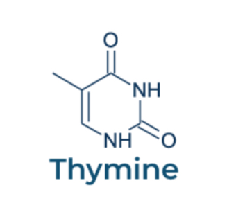 <p>Pyrimidine </p>