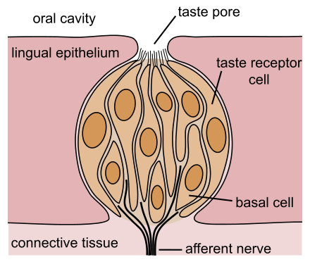 <p>Taste</p>