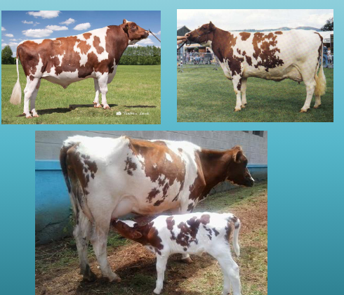 <p>what breed and type is this&nbsp;</p>