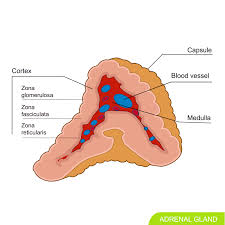 <p>What glands are these?</p>
