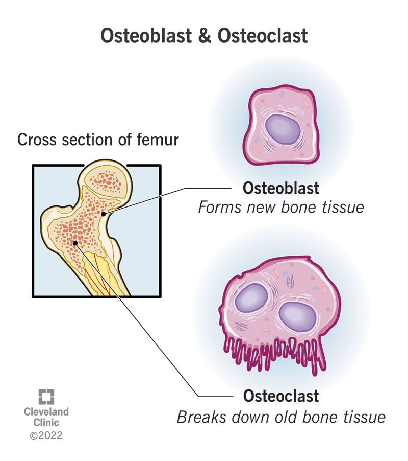 <p><strong>Bone Cells: Osteoclasts</strong></p><p>-Large, multinucleated cells that resorb bone </p><p>-Derived from _____________ stem cells located in ________/resorption lacunae, which are scalloped cavities in the bone. </p><p>-Secrete ____________ acid, acid proteases, and matrix metalloproteinases → _________ bone minerals and collagen </p><p>-Once resportion is complete → __________ or becomes inactive </p>