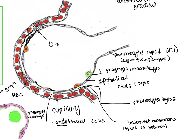 <ul><li><p>very small and thin (0.15 um diametter) since adapted for gas exchange </p></li><li><p>surrounded by many pulmonary capillaries  diffuse very short distance less than 0.5 um away)  → increase rate of gas exchange </p></li><li><p>passive transprot (due concentration gradient) </p></li><li><p>AT1 have very little cytoplasm, mitochondria and other organelles </p></li></ul><p></p>
