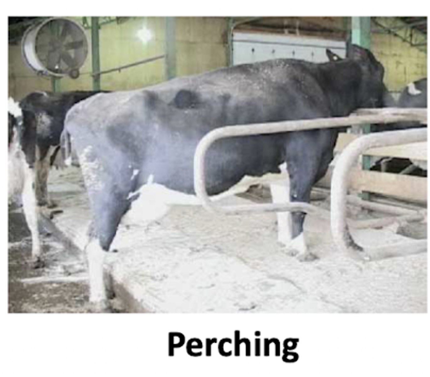 <p>what does perching behavior indicate</p>