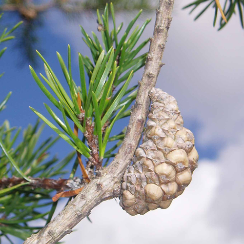 <p>Hard pine, 2 needles per group, short twisted diverging yellow-green needles, open-grown/scrubby form, often crooked and leaning, pointed and curved serotinous cones that hug branches, exfoliating mature bark, scaly twigs </p>
