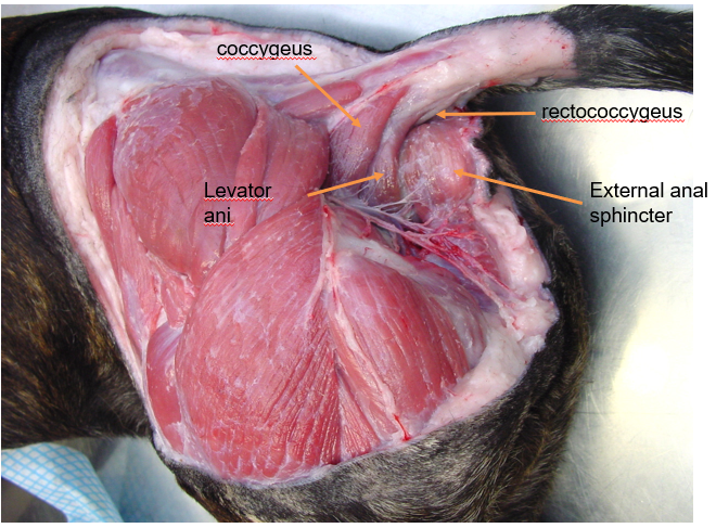 <p>1 = coccygeus —&gt;<em> depresses tail </em><br>2 = levator ani —&gt; <em>depresses tail </em><br>3 = retrococcygeus —&gt; <em>continuous with rectus </em><br>4 = external anal sphincter</p>