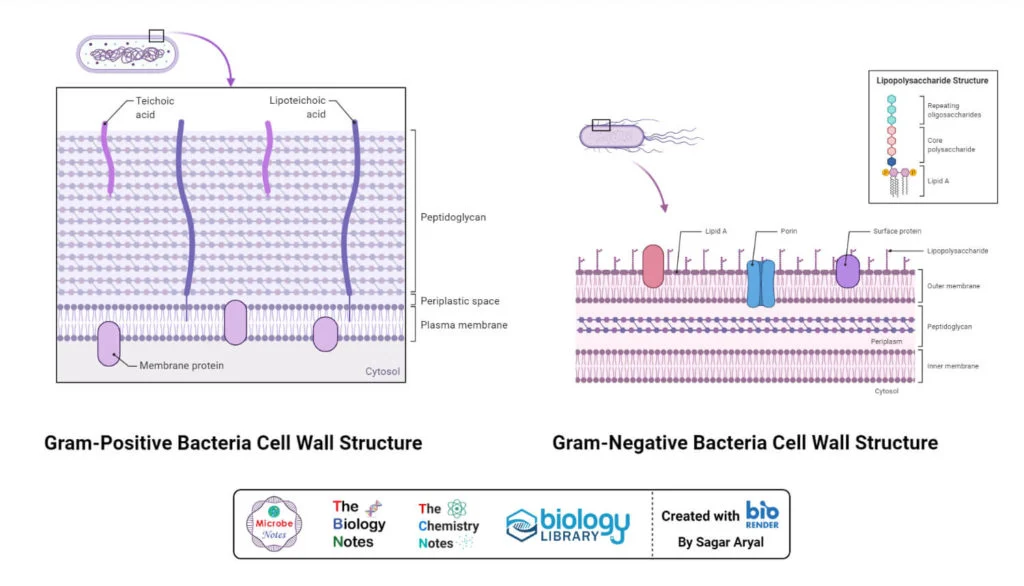 <p>Microorganisms characterized by a thin peptidoglycan cell wall in between an inner cytoplasmic membrane and bacterial outer membrane. They appear pink since they do not retain stain due to a rich lipid outer membrane </p>