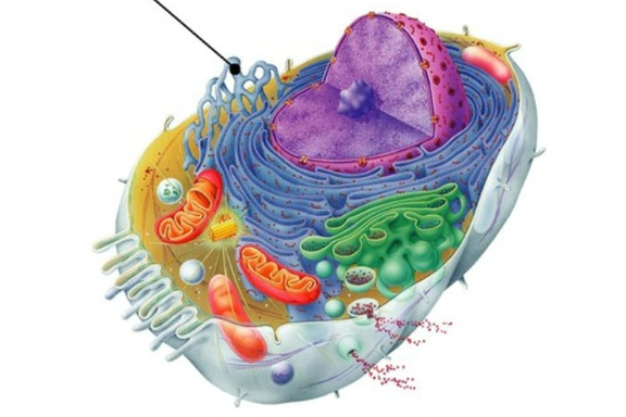 <p>site of steroid and lipid synthesis, lipid metabolism, and drug detoxification</p>