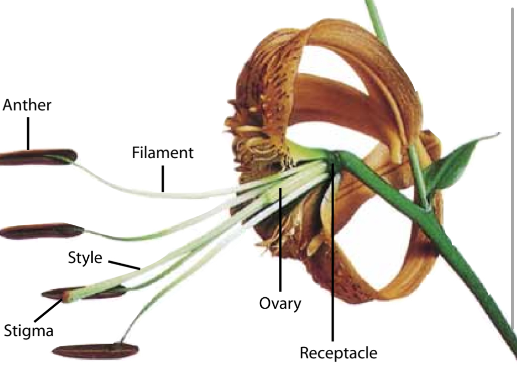 <p>Superior (lilies) also known as a hypogynous flower </p>