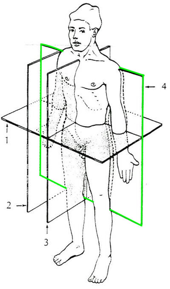 <p>voor- en achterzijde</p>