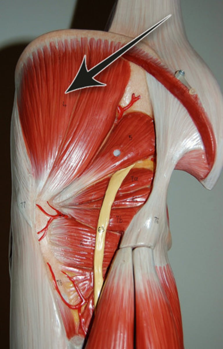 <p>Abduction and medial rotation at hip</p>