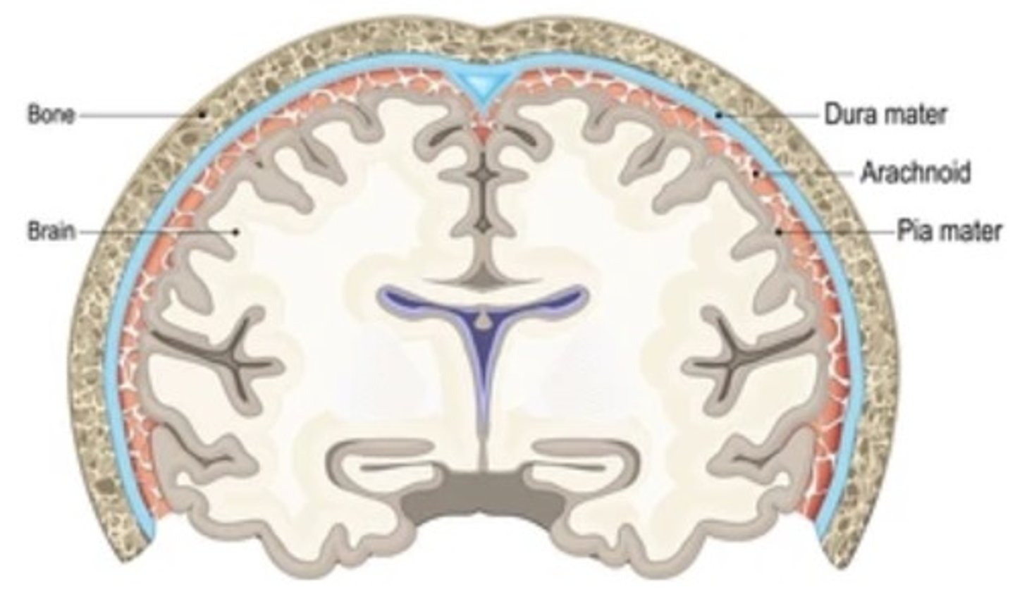 <p>Provides cushion and transports nutrients</p>