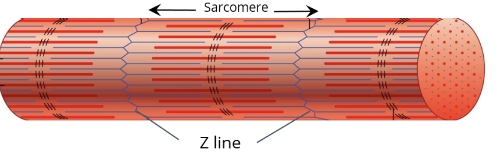 <p>the sarcomere </p>