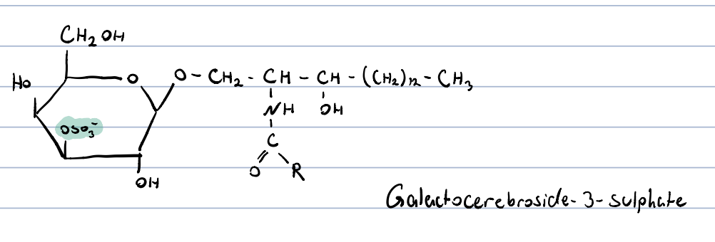 galactocerebrosides, in which the 3rd OH-group of galactose is esterified by sulphuric acid

constituent of myelin