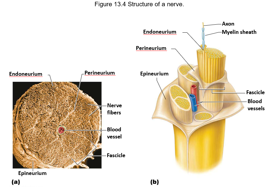<p>coarser connective tissue around fascicles</p>