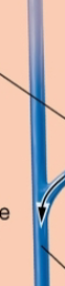 <p>what is this? (branches from arcuate vein) nephron</p>